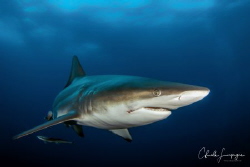 black tip shark , South Africa Umkomaas by Claude Lespagne 